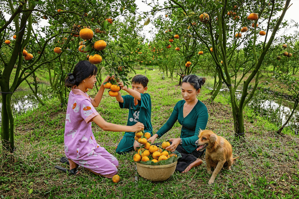 Enjoy the authentic charm of Can Tho’s fruit gardens, where you can pick and feast on ripe tropical fruits straight from the trees (Source: Pexels)